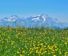 Blühende Sommerwiese vor dem Hochgebirge