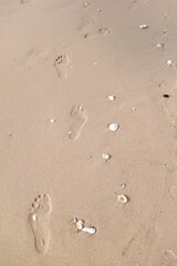 Footprints on the sand beach background with sea shells.