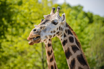 Portrait of a giraffe
