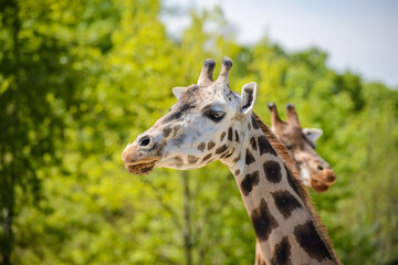 Portrait of a giraffe