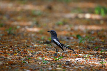 Obraz premium Oriental Magpie-Robin Catch The Worm In Park, Thailand.