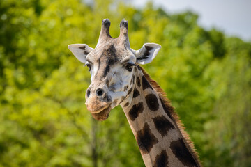 Portrait of a giraffe