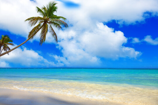 Tropical beach with palms and Caribbean sea . © Swetlana Wall