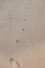 Fototapeta na wymiar footprints in the sand man and dog