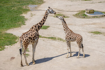 baby giraffe and his mother