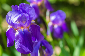 Purple Narcissus flower. Spring, summer, garden flowers.