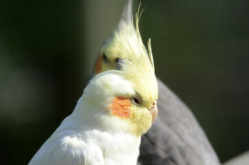 Sittich