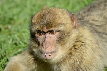 kleiner Berberaffe