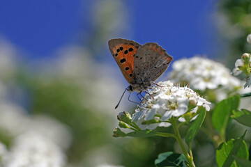Der Kleine Feuerfalter fällt mit seiner orangeroten Flügelfarbe  sehr leicht auf