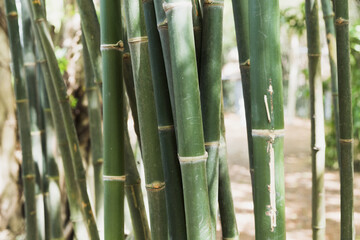 Fototapeta premium Background of green bamboo naturally