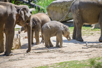Fototapeta premium Baby elephant and his mother