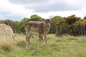Richmond Park