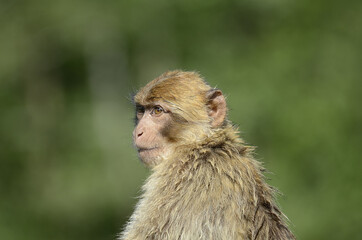 kleiner Berberaffe