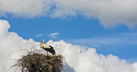 Fototapeta premium Stork in a nest against the sky