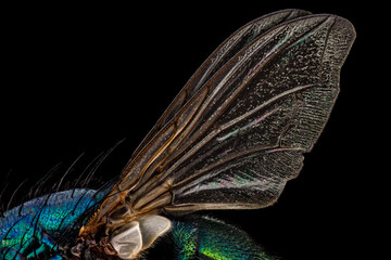 Wings of a common green bottle fly © mandritoiu