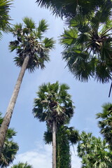 sugar palm trees.