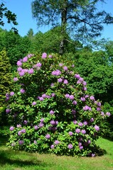 Rhododendron blüht lila im Park unter Himmelblau