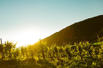 vineyard at sunset in italian wine hills of valdobbiadene