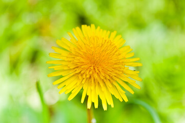 yellow dandelion, close up