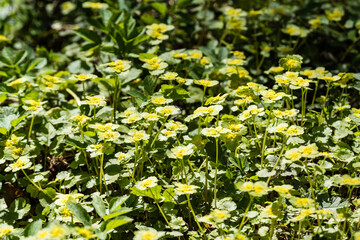 Horizontal image of lush early spring foliage - vibrant green spring fresh leaves of birch tree in spring