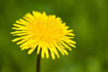 Yellow dandelion, close up