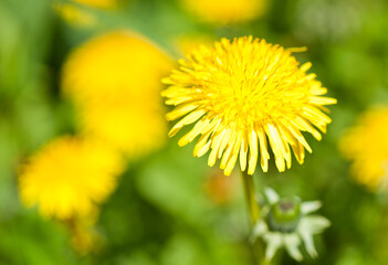 Yellow dandelions, close up