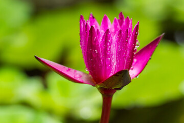 Water drop on colorful lotus flower