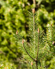 Horizontal image of lush early spring foliage - vibrant green spring fresh leaves of pine tree in spring