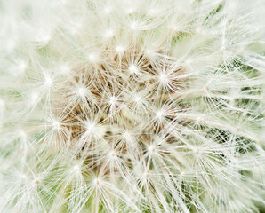 White dandelion, macro