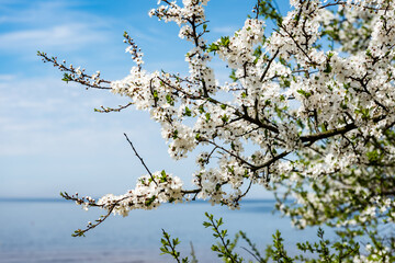 Image of lush early spring foliage - vibrant green spring fresh leaves of blooming apple tree in spring