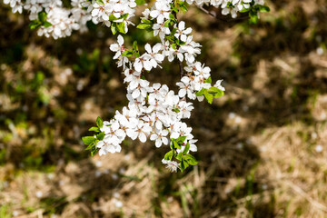 Image of lush early spring foliage - vibrant green spring fresh leaves of blooming apple tree in spring