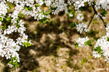 Image of lush early spring foliage - vibrant green spring fresh leaves of blooming apple tree in spring