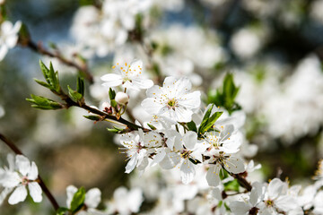 Image of lush early spring foliage - vibrant green spring fresh leaves of blooming apple tree in spring