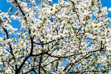 Image of lush early spring foliage - vibrant green spring fresh leaves of blooming apple tree in spring