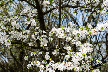Image of lush early spring foliage - vibrant green spring fresh leaves of blooming apple tree in spring