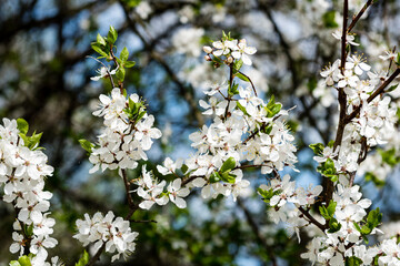 Image of lush early spring foliage - vibrant green spring fresh leaves of blooming apple tree in spring