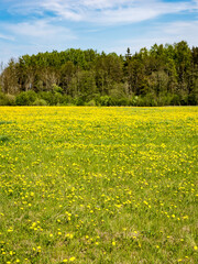 dandelion flowers and blossoms in spring