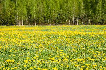 dandelion flowers and blossoms in spring