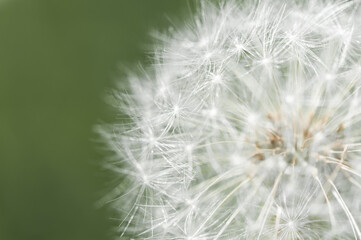 Fototapeta premium White dandelion, macro