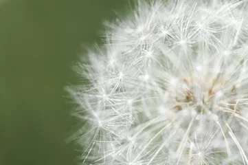 Outdoor kussens White dandelion, macro © E.O.
