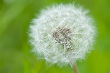 Foto op Plexiglas White dandelion, macro © E.O.