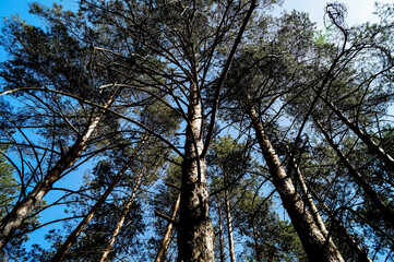 Luxuriant pine trees pierced upward to the beautiful clear sky and surrounded by white clouds