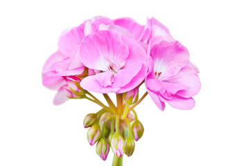 Pink geranium, isolated on white background