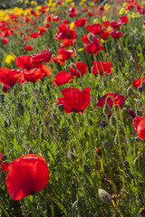 Obraz premium Amapolas