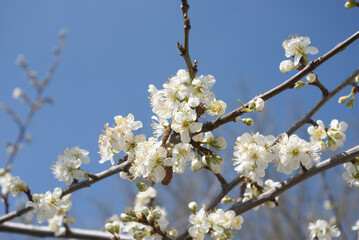 Alberi