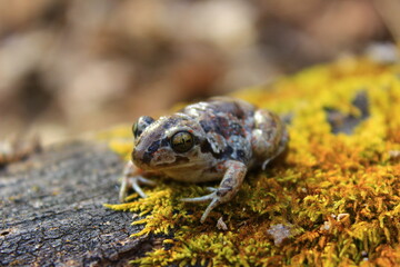 Frog