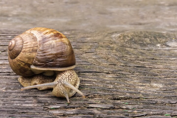 Snail on old wooden board close-up with copyspace
