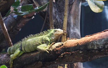 A big green iguana on tree branch.