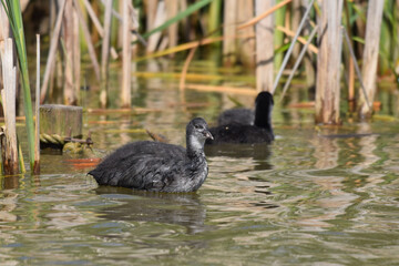 Older coot duckling swimming amongst the lake reeds