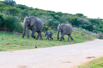 Family of elephants from South Africa
